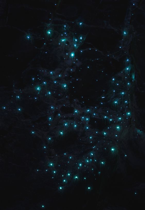 Illuminated nocturnal glow worms lighting up the caves.