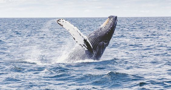 A humpback whale surfacing at the water's surface.