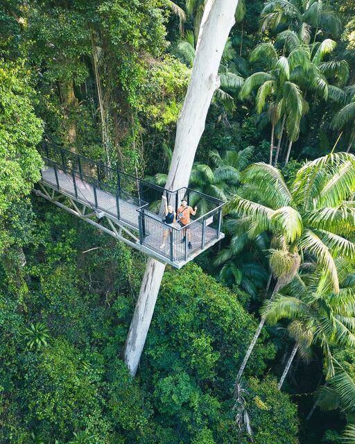 Aerial view of a couple standing at the edge of the Rainforest Skywalk in Tamborine Mountain.