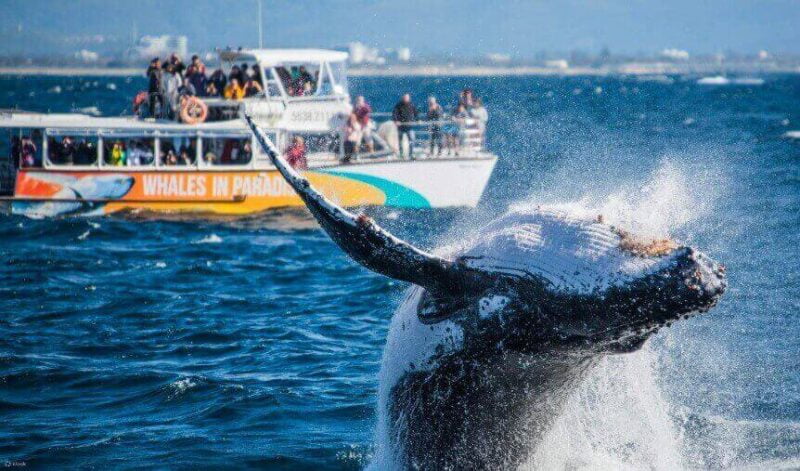 Gold Coast Whale Watching Cruise